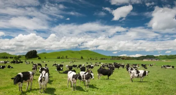 outsourcing agronegocios